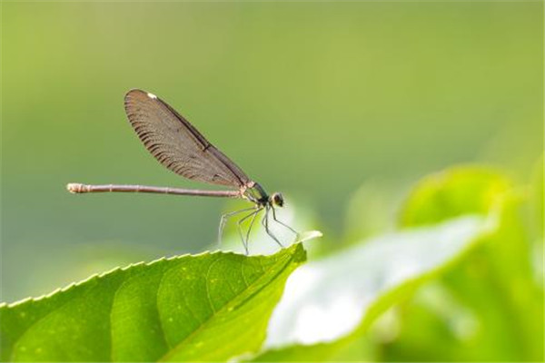 世界上最快的昆虫是什么：澳大利亚蜻蜓速度达58千米/小时