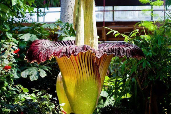 世界上最奇特的六种植物：巨魔芋、水晶兰均上榜