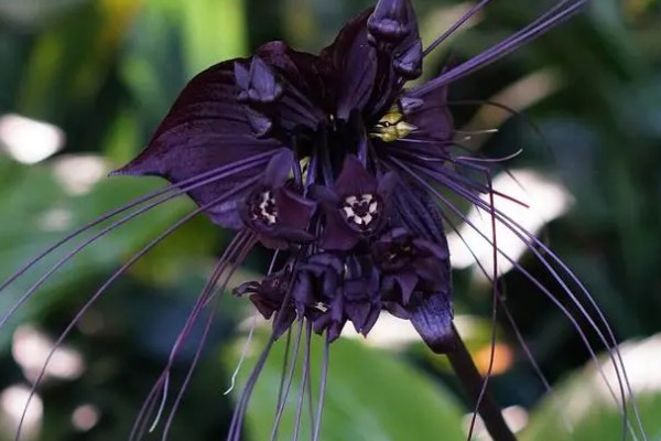 世界上最特殊的六种花：大王花上榜，蝙蝠花居第一