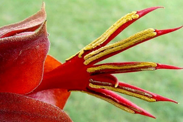 世界上最恐怖的五种花：大王花第三，水晶兰排第一