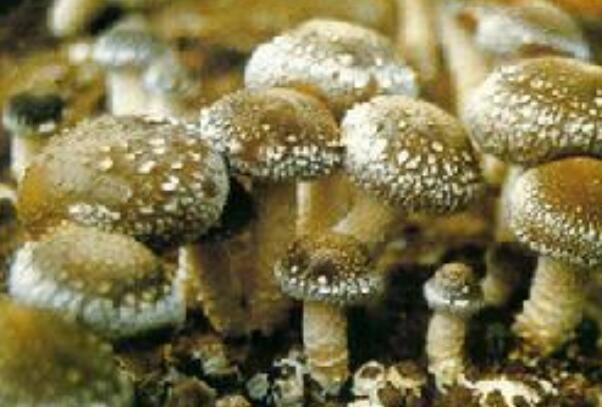 世界最大的生物：蜜环菌占地约37公顷