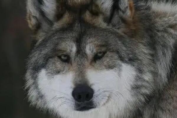 狼的战斗力十大排名：灰狼上榜，极地狼夺冠
