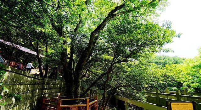 我国最特殊的三棵树：武夷山大红袍母树投保1亿