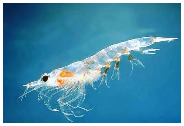 世界上最干净食物：南极磷虾每年至少被吃掉2亿吨