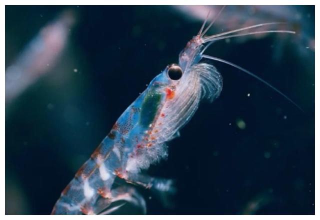 世界上最干净食物：南极磷虾每年至少被吃掉2亿吨