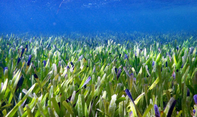 世界最大植物：藏身海底总长180公里