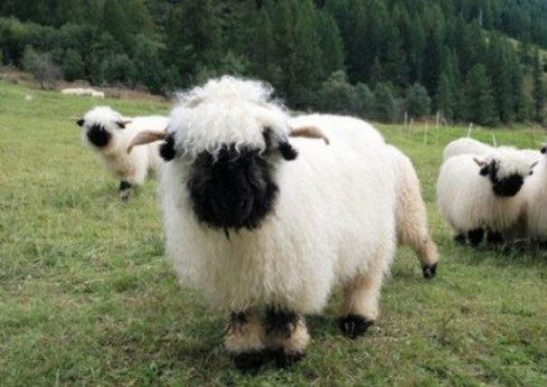 世界上最可爱的羊：瓦莱黑鼻羊长相呆萌可爱像玩具