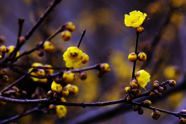 十大名花耐寒，推荐冬季最耐旱好养的十种花