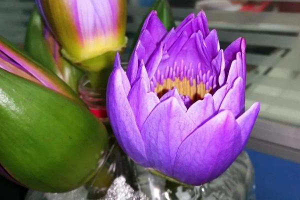 世界上十大最美花排名，杜卡普尔花夺得花魁