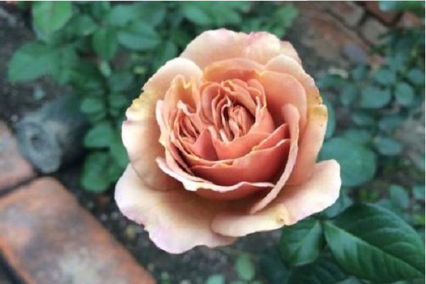 全球最名贵的十大玫瑰花，朱丽叶夺得第一名