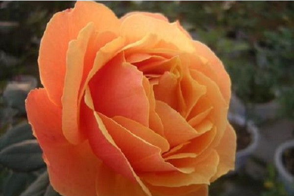 全球最名贵的十大玫瑰花，朱丽叶夺得第一名