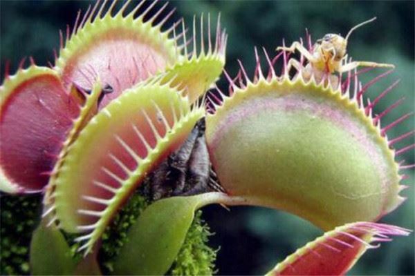 世界十大奇异植物：尸花上榜，日轮花居第一