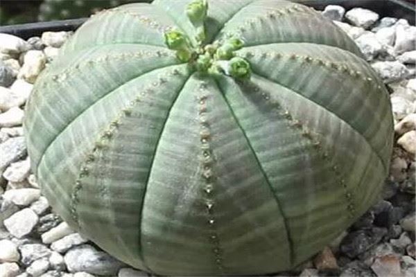 世界十大奇异植物：尸花上榜，日轮花居第一
