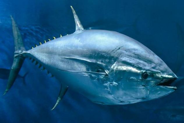 世界十大珍稀海洋动物：蓝鲸第四，加湾鼠海豚居第一