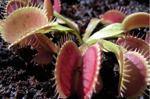世界十大最危险植物：蓖麻、鸡母珠双双入榜！