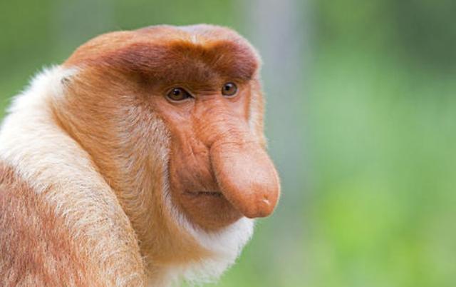 世界上鼻子最长的猴子，长鼻猴鼻子长达8厘米
