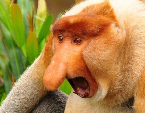 世界上鼻子最长的猴子，长鼻猴鼻子长达8厘米