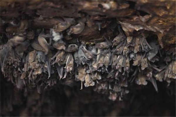 世界最大蝙蝠洞在哪里：布兰肯洞穴一次栖息2000万只蝙蝠