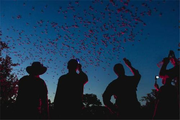 世界最大蝙蝠洞在哪里：布兰肯洞穴一次栖息2000万只蝙蝠