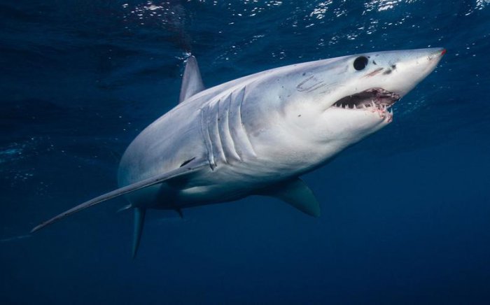 世界上游得最快的鲨鱼，尖吻鲭鲨时速可达56千米