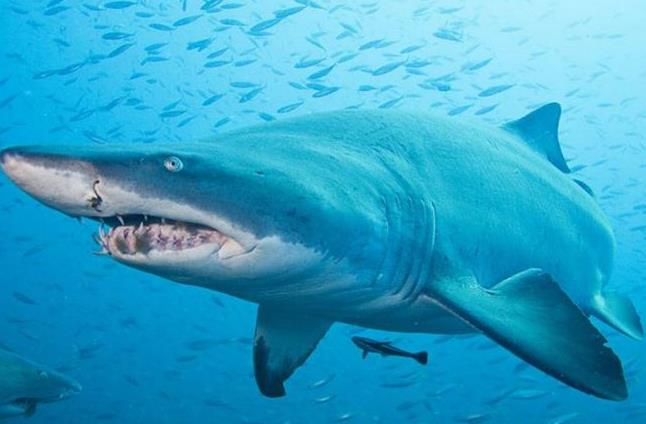 世界上游得最快的鲨鱼，尖吻鲭鲨时速可达56千米
