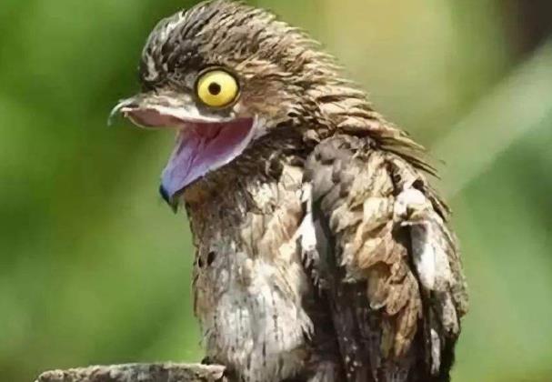 世界上最会伪装的鸟：一生装成枯枝, 产卵从不筑巢