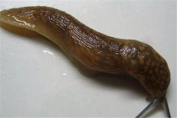 世界最恶心的鼻涕虫：蛞蝓身上有透明的粘液，让人恶心
