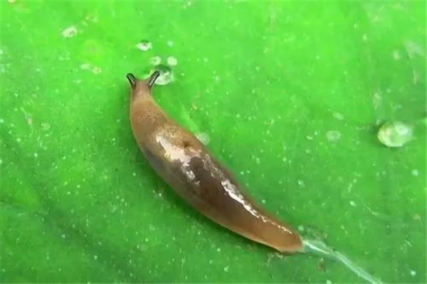 世界最恶心的鼻涕虫：蛞蝓身上有透明的粘液，让人恶心