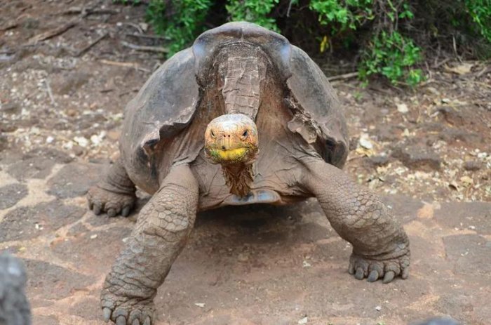 世界上最大的陆龟，加拉帕戈斯象龟体长可达1.5米