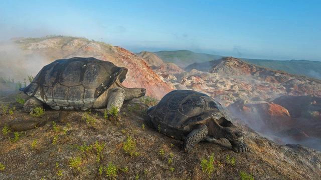 世界上最大的陆龟，加拉帕戈斯象龟体长可达1.5米