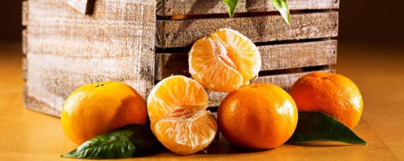 橘子冬天放在室外怕冻吗