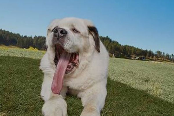世界上舌头最长的狗
