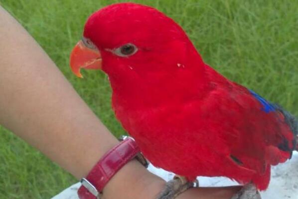盘点全球红色的鸟类