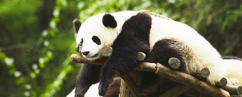 关于国宝大熊猫的信息有哪些