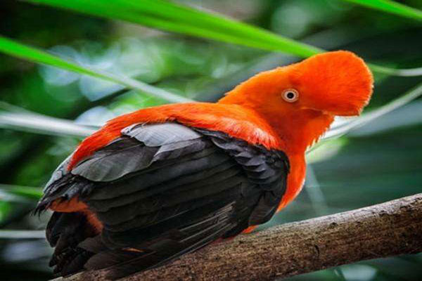世界十大最奇特的鸟，超级天堂鸟荣获冠军