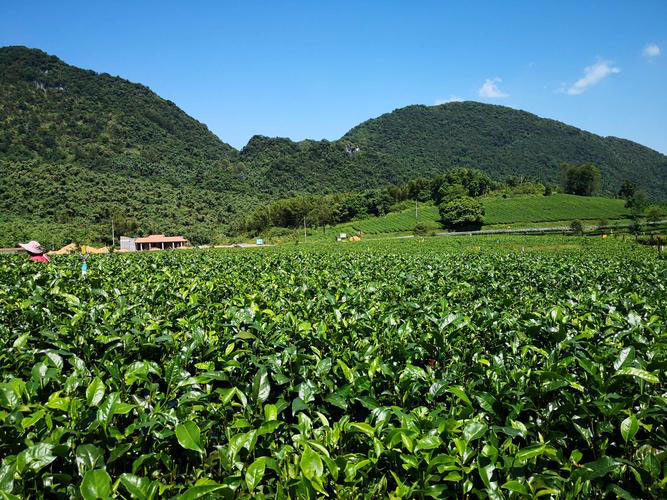 中国十大最美茶园：贺开古茶园入榜，云上茶园位列第一