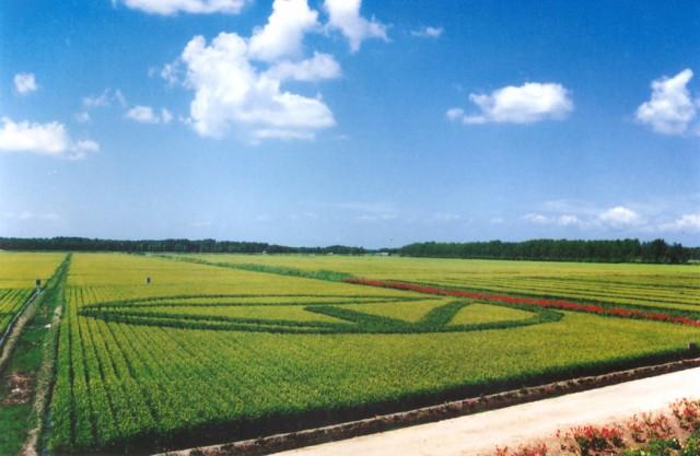 中国的农场有哪些？中国十大最美农场
