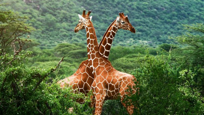 世界上最高的三种动物，长颈鹿当之无愧得冠军