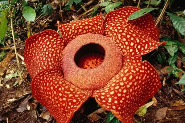 世界上前十最稀有的花：睡火莲、鹦鹉嘴花居前两名