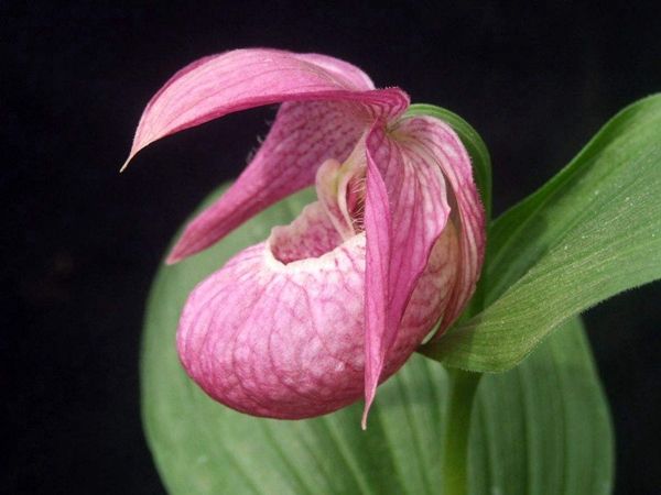 世界上前十最稀有的花：睡火莲、鹦鹉嘴花居前两名