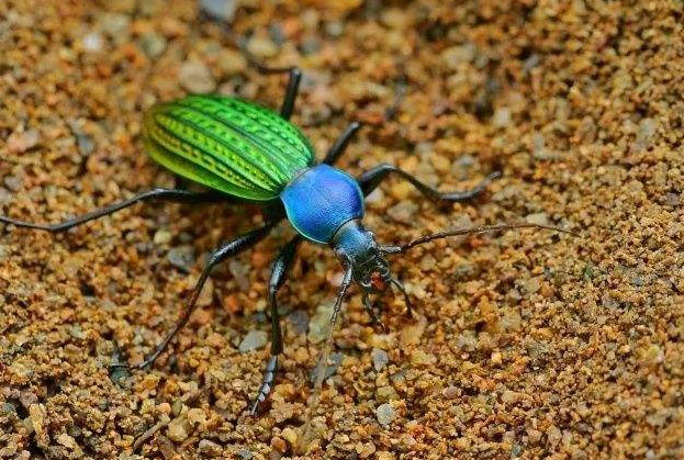 全球十大珍稀昆虫排行榜，世界上最罕见的昆虫