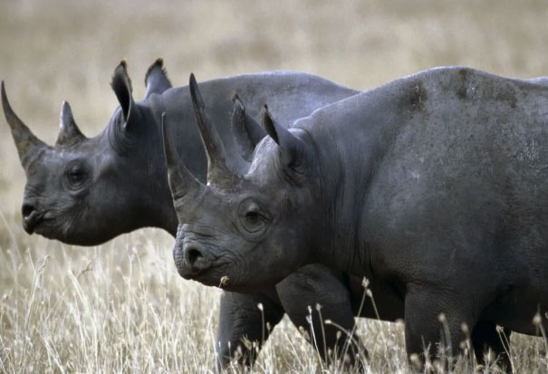 全球十大最濒危的稀有动物物种，伊比利亚猞猁居第一