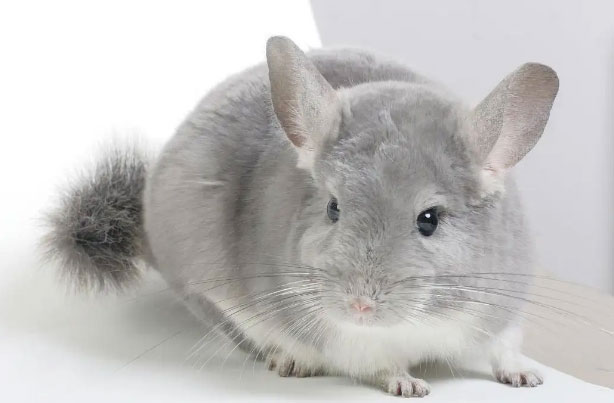世界上最漂亮的十种老鼠：仓鼠第四，金丝鼠夺得第一