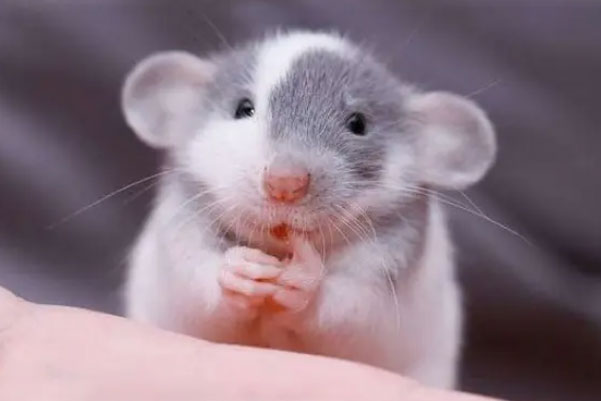世界上最漂亮的十种老鼠：仓鼠第四，金丝鼠夺得第一