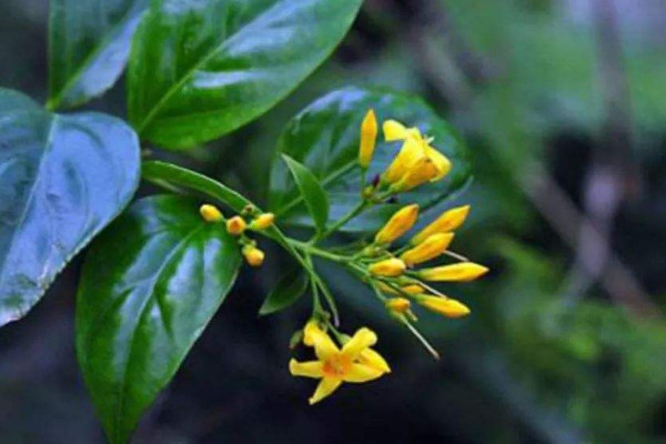 世界上最毒的植物排名前十：海檬树、蓖麻子位居前列！