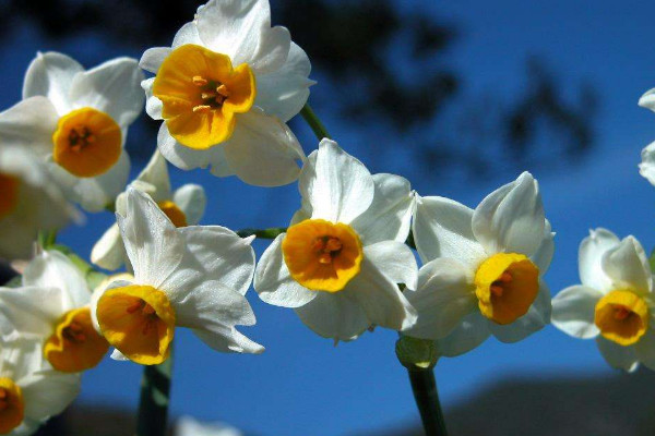 花语最悲伤的花有哪些？世界上花语最伤感的五种花