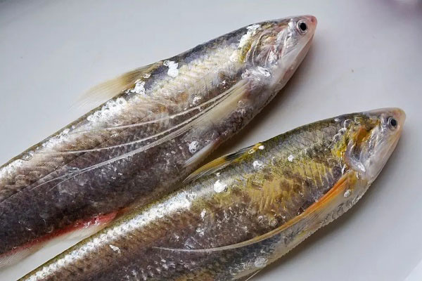 全球十大最贵淡水鱼排行榜：长江刀鱼上榜，忘不了鱼夺冠