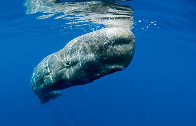 世界十大孕期长的动物：大象排第二，姥鲨排第一
