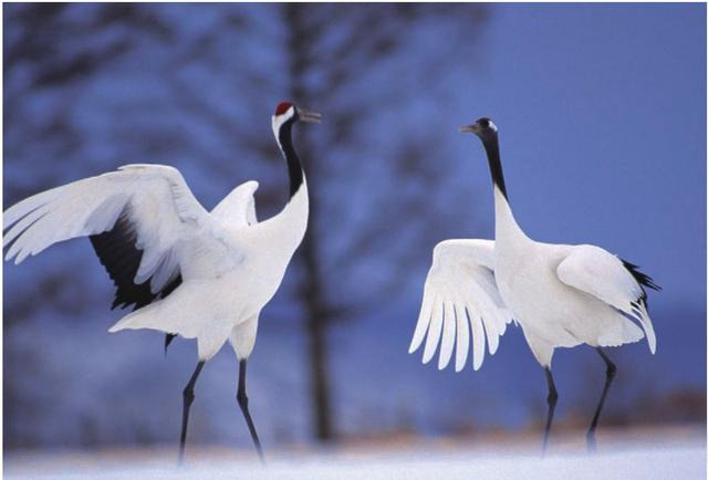 世界十大会跳舞的动物：琴鸟、丹顶鹤双双上榜
