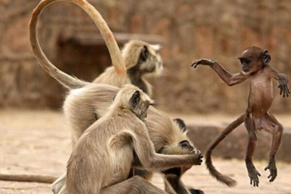 世界十大尾巴长的动物：黔金丝猴居第九，巴洛龙一举夺冠